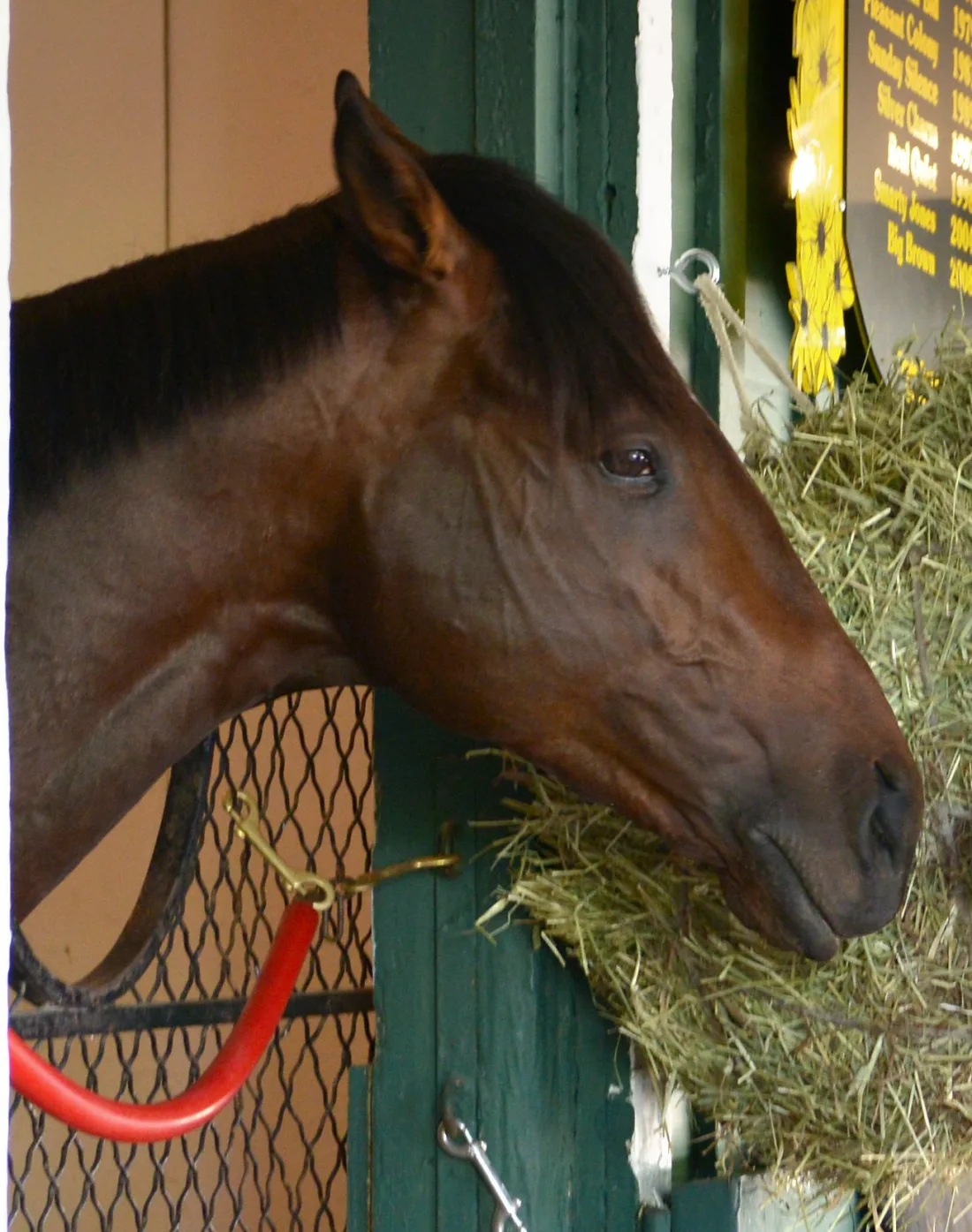 A thoroughbred racehorse on the morning of a big race day