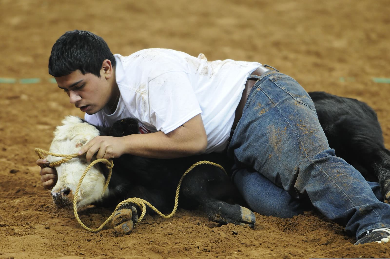 Calf Scramble action at RodeoHouston 2012, Reliant Stadium - Houston Livestock Show And Rodeo tickets