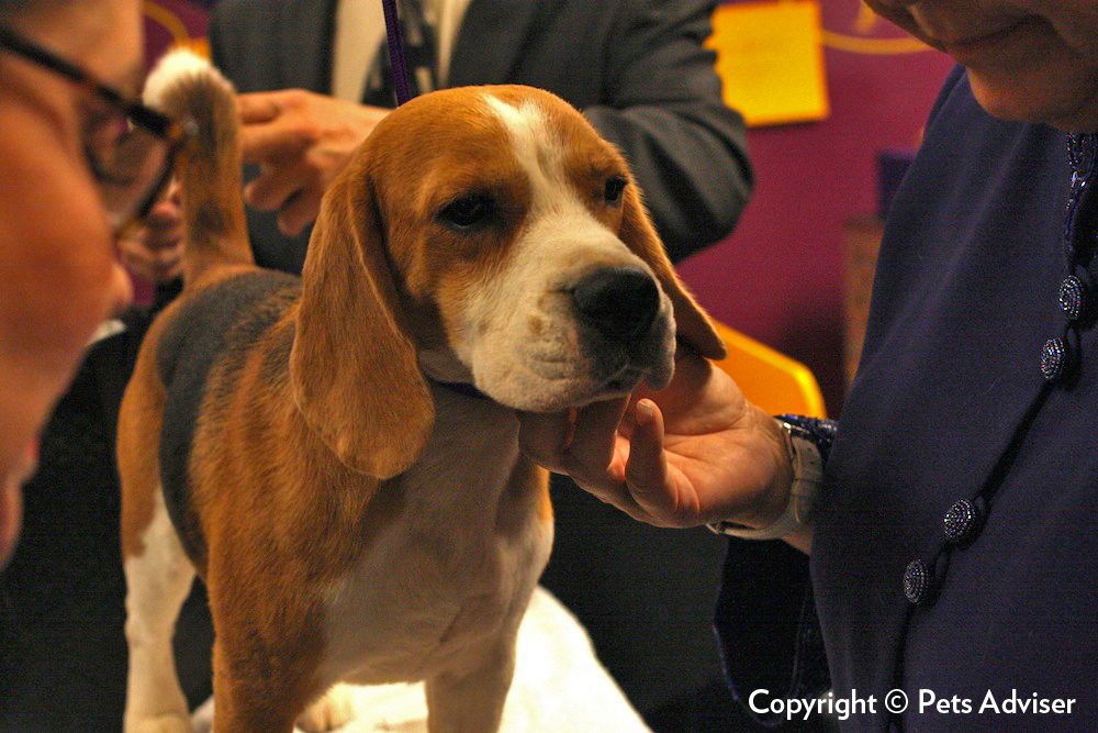 Westminster Kennel Club Dog Show performing live - Westminster Kennel Club Dog Show tickets
